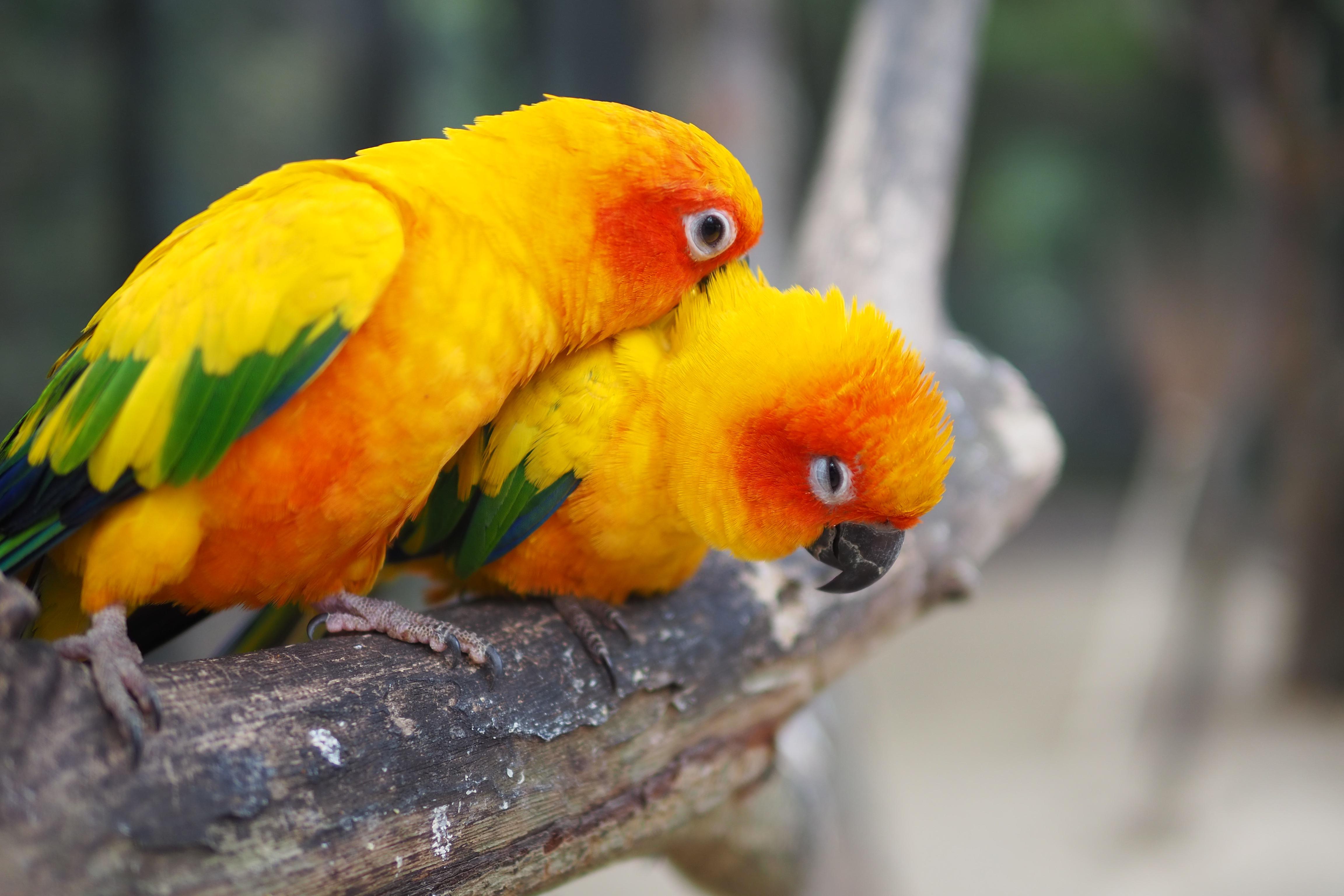 Picture of two conure parrots